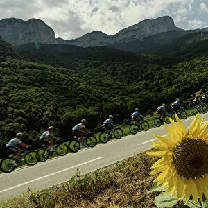 Tour de France Sunflowers
