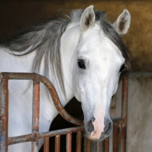 Uae-Animals-Horses-Arab