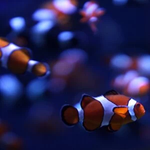 Us-Feature-Aquarium of Pacific-Clownfish