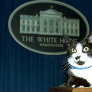 Us-Socks the Cat-White House