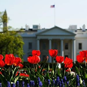 Us-Weather-Spring-Flower-White House
