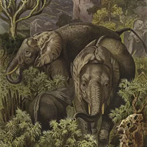 Afrikanischer Elefant (chromolitho)