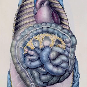 Anatomy of the large intestine, from Manuel d Anatomie descriptive du Corps