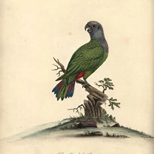 Blue-headed parrot, Pionus menstruus. (Psittacus menstruus) Handcoloured copperplate engraving of an illustration by Matilda Hayes from William Hayes Portraits of Rare and Curious Birds from the Menagery of Osterly Park