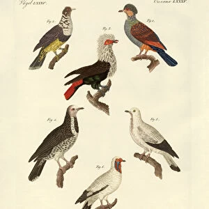 Different kinds of foreign pigeons (coloured engraving)