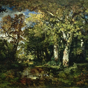 The Forest at Fontainebleau, 1870 (oil on canvas)