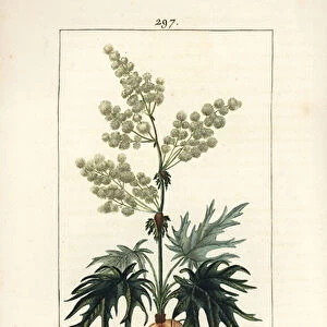 Garden rhubarb - Rhubarb, Rheum rhabarbarum (Rheum palmatum), with flower, stalk, leaf, seed and root. Handcoloured stipple copperplate engraving by Lambert Junior from a drawing by Pierre Jean-Francois Turpin from Chaumeton