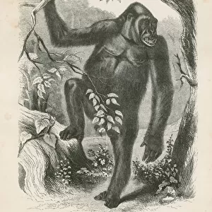 The Gorilla, frontispiece for Explorations and Adventures in Equatorial Africa by Paul B du Chaillu (engraving)
