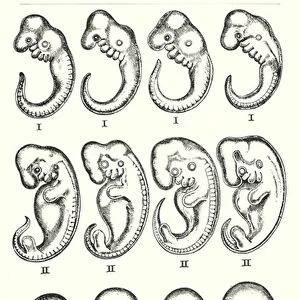 A group of embryos: hog, calf, rabbit, man (litho)