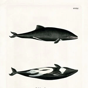 Havisides Dolphin (coloured engraving)