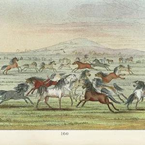 Herd of wild horses on the American plains. Handcoloured lithograph from George Catlin's Manners, Customs and Condition of the North American Indians, London, 1841