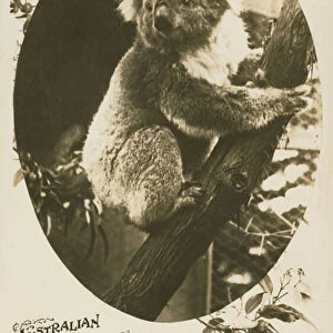 Koala bear, Australia (b / w photo)