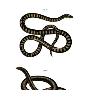 Little File Snake (colour litho)