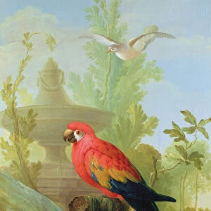 A Macaw and a Dove in an ornamental Garden, 1772 (oil on canvas)
