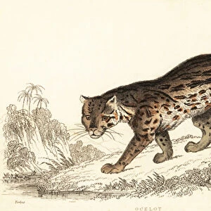 Ocelot, Leopardus pardalis. 1834 (engraving)