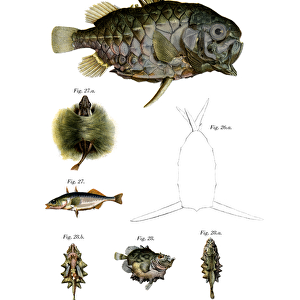 Pineconefish (colour litho)