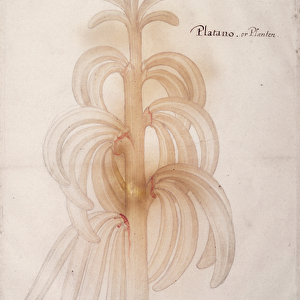 Plantain, c. 1590