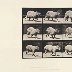 Plate 746. Capybara; Walking, 1885 (collotype on paper)