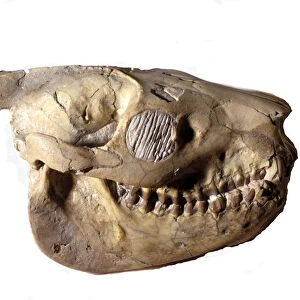 Prehistory: Oreodons skull (or Merycoidodon), dinosaur