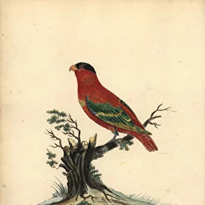 Pure-naped lory, Lorius domicella. Endangered. Black-capped lory, Psittacus domicilla. Handcoloured copperplate engraving of an illustration by William Hayes from Portraits of Rare and Curious Birds from the Menagery of Osterly Park (London: Bulmer)