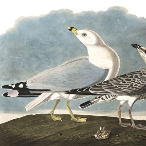 Ring-Billed Gull, Larus Delawarensis, from "The Birds of America"by John J