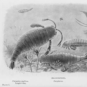 Sea-Scorpions (litho)