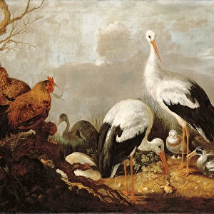 Storks, mallards, chickens, a heron, a frog and other birds in a river landscape