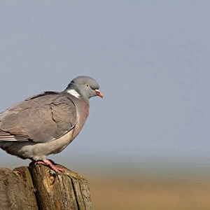 Common Wood Pigeon perched on wooden fence Netherlands, Columba palumbus