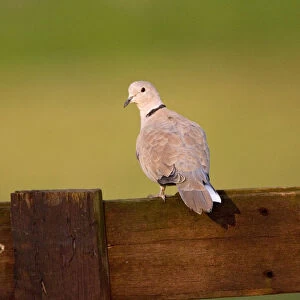 Eurasian Collared Dove perched on wooden fence, Streptopelia decaocto