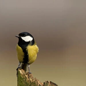 Great Tit on a wooden fence, Parus major, Netherlands