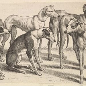 Six Hounds 1646 Etching state Sheet 5 3 / 16 8