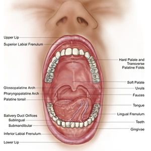Anatomy of human mouth cavity