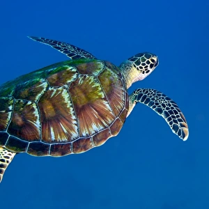 A Black Sea Turtle off the coast of Fiji