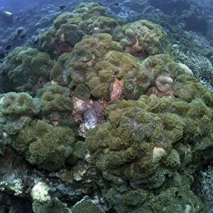 Carpet of green anemone, Christmas Island, Australia