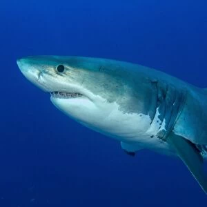 Male great white shark, Guadalupe Island, Mexico