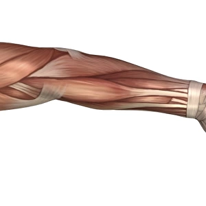 Muscle anatomy of the human arm, anterior view