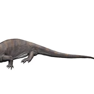 Ophiacodon is an extint synapsid from the Early Permian of New Mexico