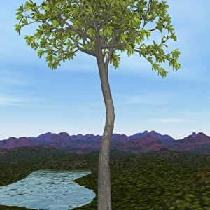 Prehistoric era Glossopteris tree