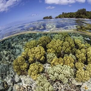 Soft corals grow on the edge of Palaus barrier reef