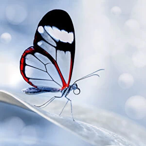 glasswing Butterfly (Greta oto)