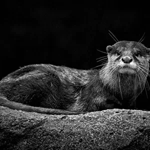 Smooth-coated Otter