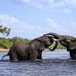 African elephant (Loxodonta africana) play fighting in Chobe River, Chobe National Park, Botswana