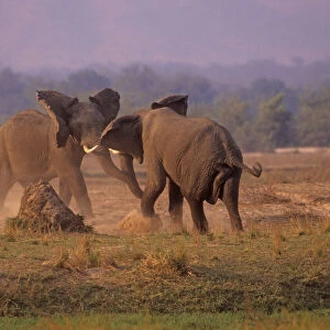 African Elephant (Loxodonta africana) bulls in dominance fight, Mono Pools national Park