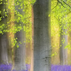 Beech trees (Fagus sylvatica) and English bluebells (Hyacinthoides non-scripta) soft focus, West Wood, near Marlborough, Wiltshire, UK. May 2021