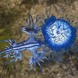 Blue dragon seaslug (Glaucus atlanticus) feeding on Blue button hydroid colony