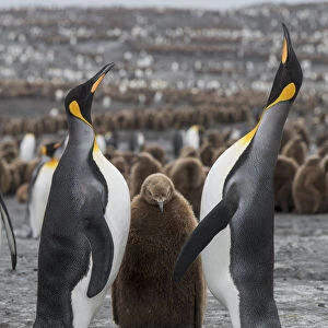A breeding pair of King penguins (Aptenodytes patagonicus) with their chick