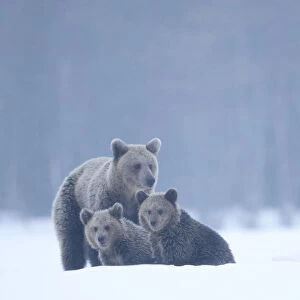 Brown bear (Ursus arctos) and cubs in the snow, Finland, April