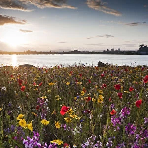 Cardiff Bay in the evening, with meadow flowers on the Barrage. Cardiff, Wales, July 2011