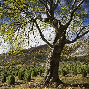 Common juniper (Junipera communis) and Common beech (Fagus sylvatica) trees growing