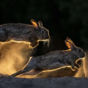 European rabbits (Oryctolagus cuniculus) fighting each other, Kiskunsag National Park, Hungary